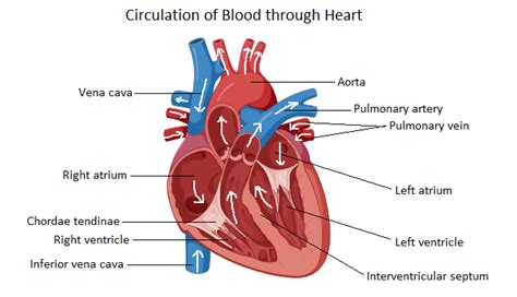 Write notes on the working of the heart of the man with the help of a neat labeled diagram. Add ...