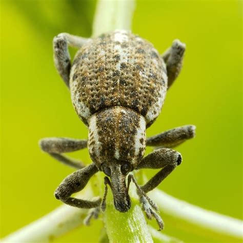 How To Get Rid Of Boll Weevils In Garden - Garden Likes