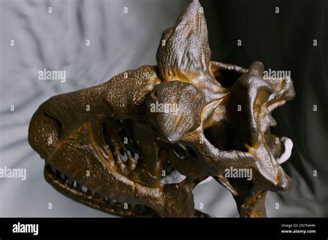 Carnotaurus skull hi-res stock photography and images - Alamy