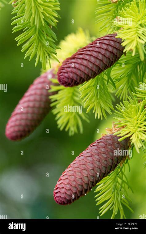 Picea abies "Aurea", Picea Cones, Norway spruce cones Stock Photo - Alamy