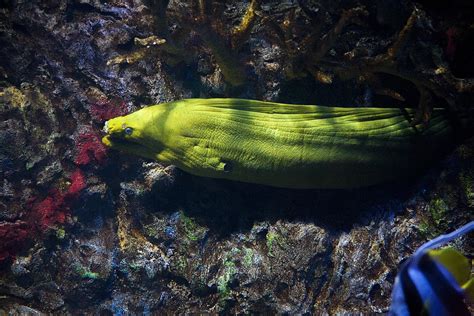 Eel Habitat of Moray Eels