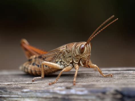 Brown Grasshopper Spiritual Meaning and Symbolism (9 Omens)