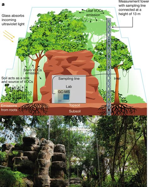 Inside the Biosphere 2 Tropical Rain Forest a, Schematic of the... | Download Scientific Diagram