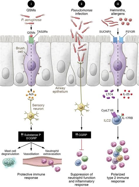 JCI - Brush cells fine-tune neurogenic inflammation in the airways