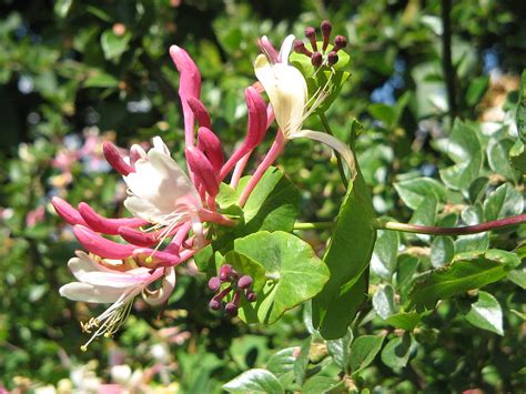 Lonicera caprifolium - Wikipedia