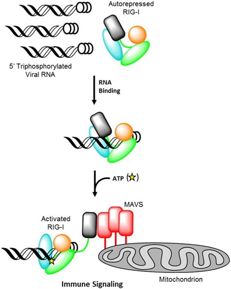 Establishing the role of ATP for the function of the RIG-I innate ...