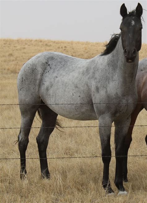 Blue Roan Quarter Horse Stallion