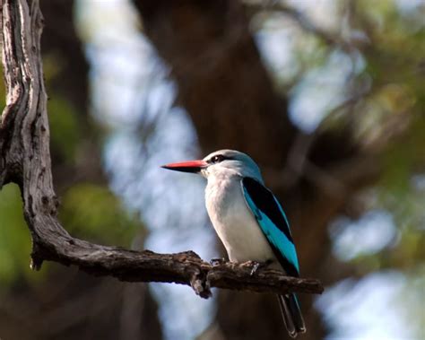 Woodland kingfisher - Facts, Diet, Habitat & Pictures on Animalia.bio