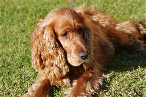 File:Mix breed dog.jpg - Wikimedia Commons