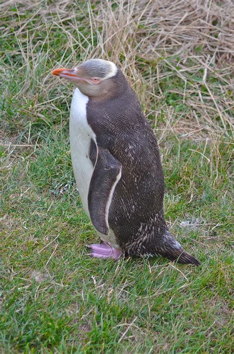 New Zealand: Rare Animals on the Otago Peninsula