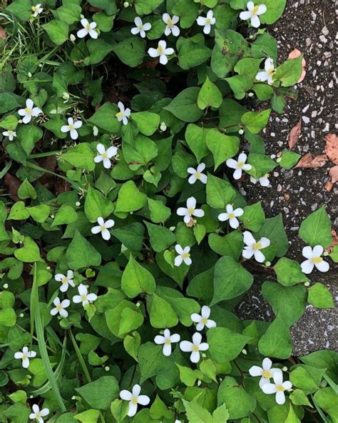 Houttuynia Cordata Benefits and Facts | HomeGardeningWeb