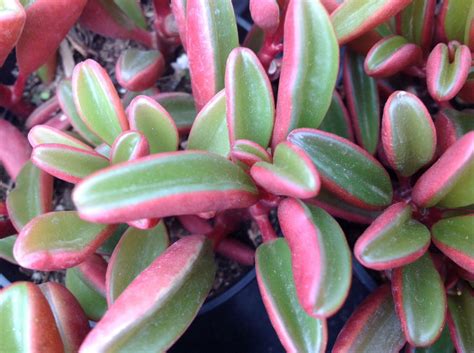 Succulent Plant Peperomia graveolens. Native of Peru and