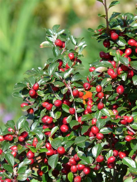 Free Images : berry, leaf, bush, produce, evergreen, autumn, botany, cranberry, holly, berries ...