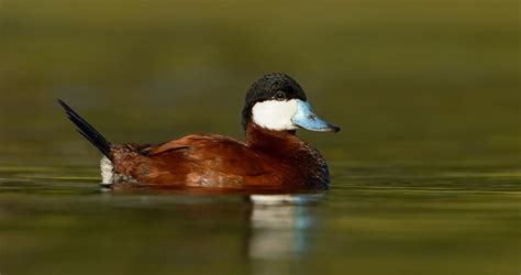 Ruddy Duck Identification, All About Birds, Cornell Lab of Ornithology