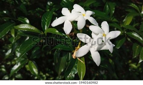 161 Jasminum Grandiflorum Images, Stock Photos & Vectors | Shutterstock