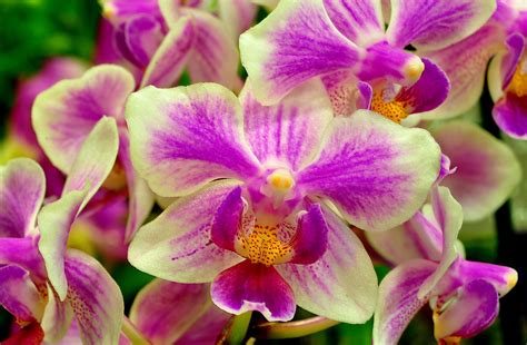 orchid, flower, two-color Wallpaper, HD Flowers 4K Wallpapers, Images ...