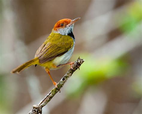 Zul Ya - Birds of Peninsular Malaysia: Dark Necked Tailorbird