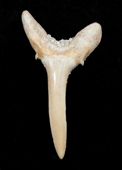 Carcharias (Extinct Sand Tiger) Shark Tooth - Eocene (#3426) For Sale ...