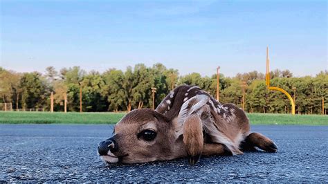 What Should You Do When You Find a Fawn?