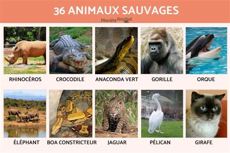 36 ANIMAUX SAUVAGES - Définition, espèces et caractéristiques