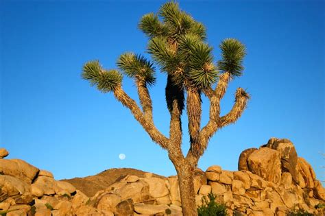 27 Most Amazing Trees in the World - Famous Trees in the World