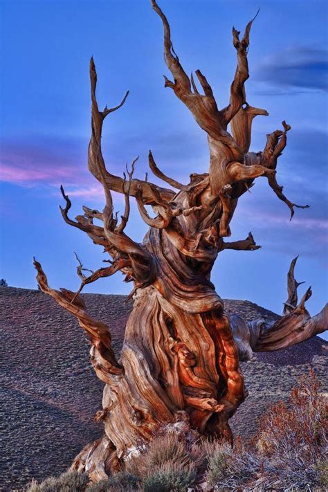 #travelers | Great basin national park, Bristlecone pine, Great basin