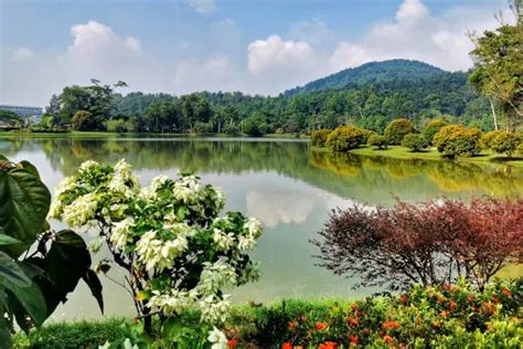 Skywalk at Kepong Botanical Gardens, Malaysia- (update 2022)