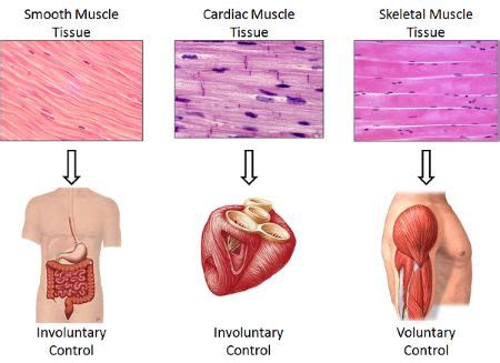 What are the different types of muscle tissue? Give examples. | Homework.Study.com