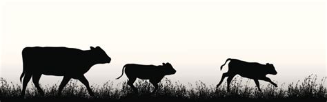 Cattle Vector Silhouette Stock Illustration - Download Image Now - iStock