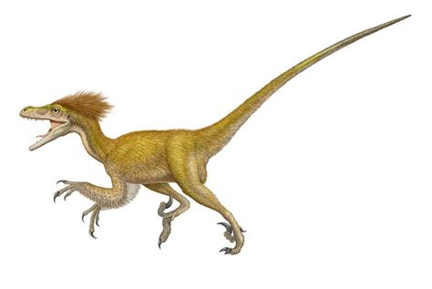 Deinonychus | Extinct Animals