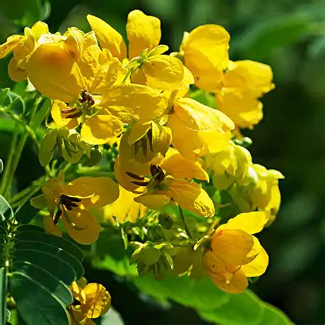 Buy Cassia Biflora | Outdoor Plant online - Nursery Nisarga