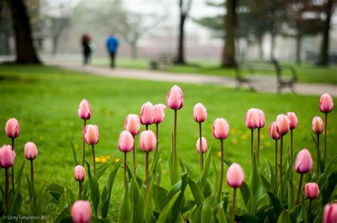 Pink Tulips | Pink Tulips in Lincoln Park on an overcast day… | Flickr