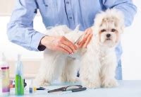 Maltese grooming | Maltese haircuts