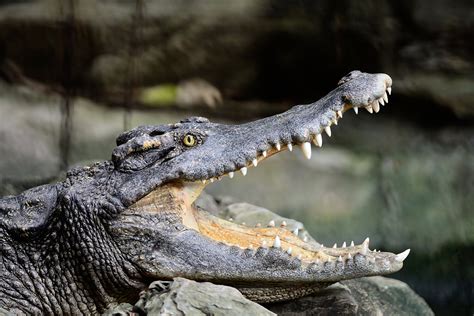 What did ancient crocodiles eat? Study says as much as a snout can grab