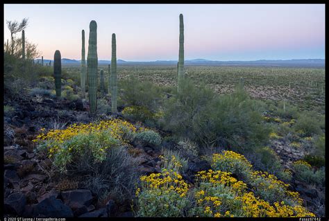 » Sonoran Desert National Monument Guide - from QT Luong's Blog