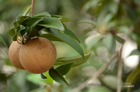 My Clicks: Sapota Fruit