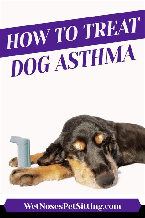 Treating Dog Asthma | Dog asthma, Medication for dogs, Pet sitting