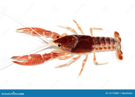 Crayfish Procambarus Clarkii Ghost in the Aquarium Stock Image - Image ...