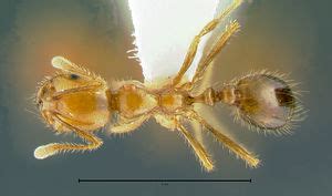 Solenopsis geminata - AntWiki