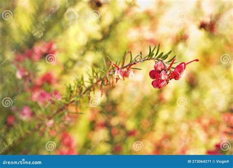 A Rosemary Grevillea Bush With Small Flowers Growing In A Garden. Grevillea Rosmarinifolia ...