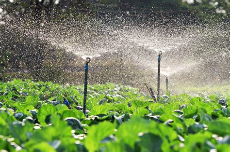 Sprinkler Irrigation: Uses and Benefits – Agri-Route