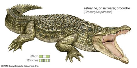 Saltwater crocodile | Size, Diet, Population, & Facts | Britannica