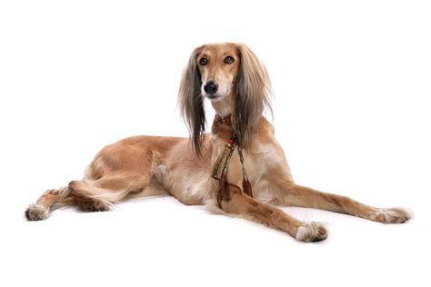 Saluki: Even-tempered, loyal and sensitive dog with hunting instincts