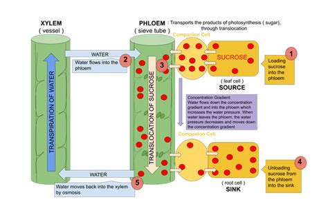 Phloem transport and translocation of sugars — lesson. Science State Board, Class 10.