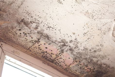 The Dangers of Mold and Water Damage in Your Home: Why Immediate Remediation is Critical | Exact ...