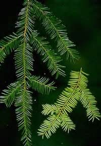 Forestry/Taxaceae - Science Olympiad Student Center Wiki