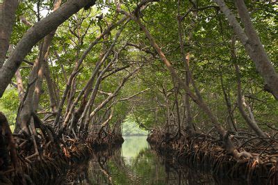 What Is an Edge Habitat?