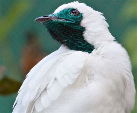 Amazon’s male white bellbird is the world’s loudest bird - Wiki King | Latest Entertainment News