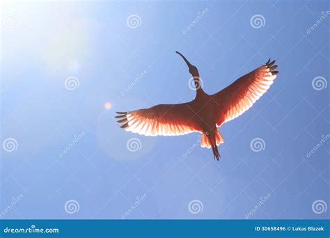 Scarlet ibis stock photo. Image of eudocimus, animal - 30658496