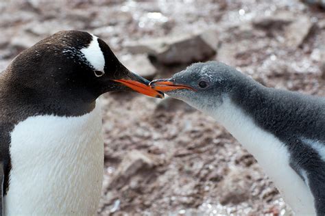 Antarctica Neko Harbor Gentoo Penguin Photograph by Inger Hogstrom ...